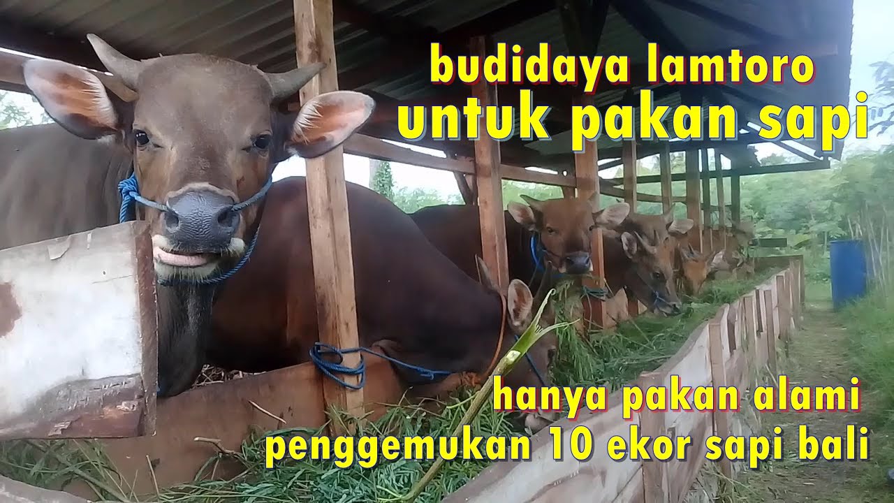 penggemukan sapi bali pejantan 10 ekor dalam kandang minimalis