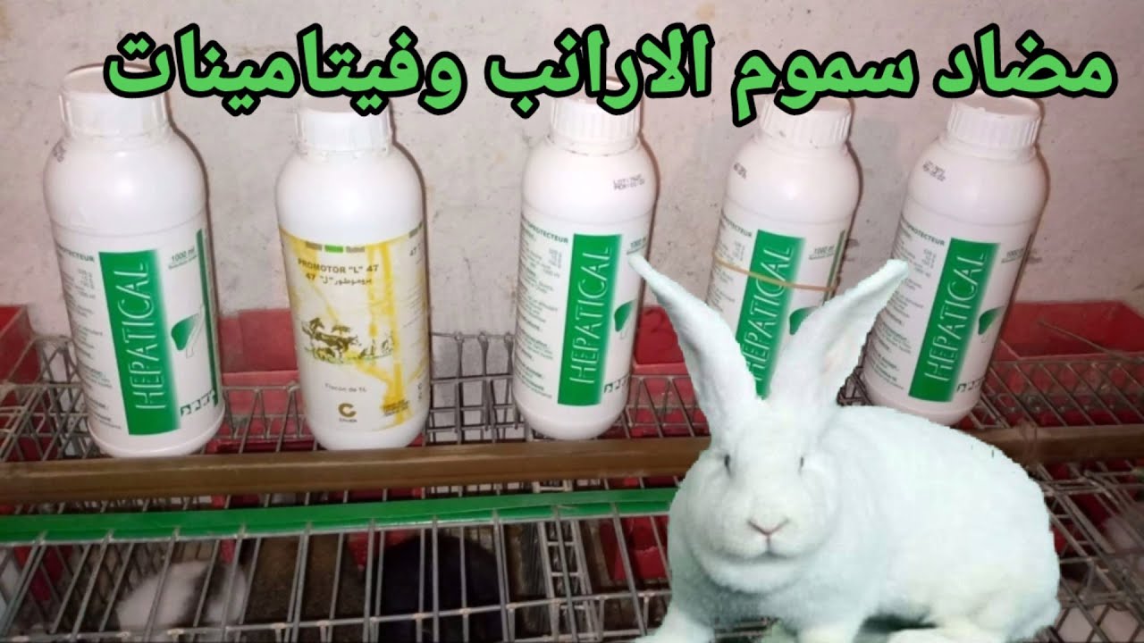 مضاد سموم الارانب وفيتامينات