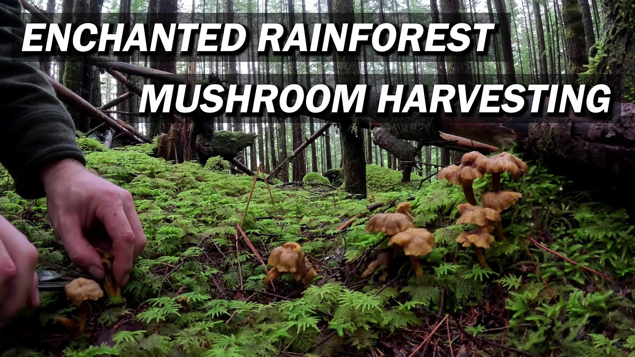 Enchanted Forest Yellowfoot Chanterelle Mushroom Harvesting