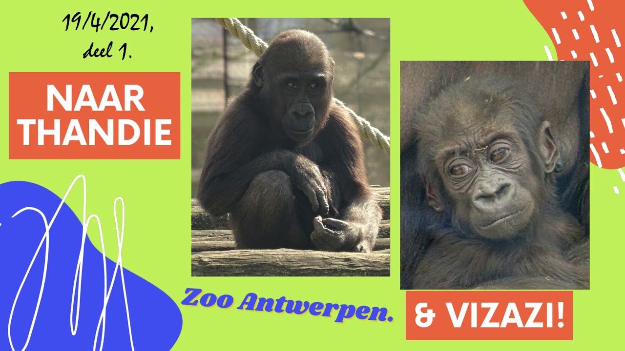 Gorilla zusjes Thandie & Vizazi, Zoo Antwerpen. (Gorilla sisters Thandie & Vizazi, Antwerp Zoo.)
