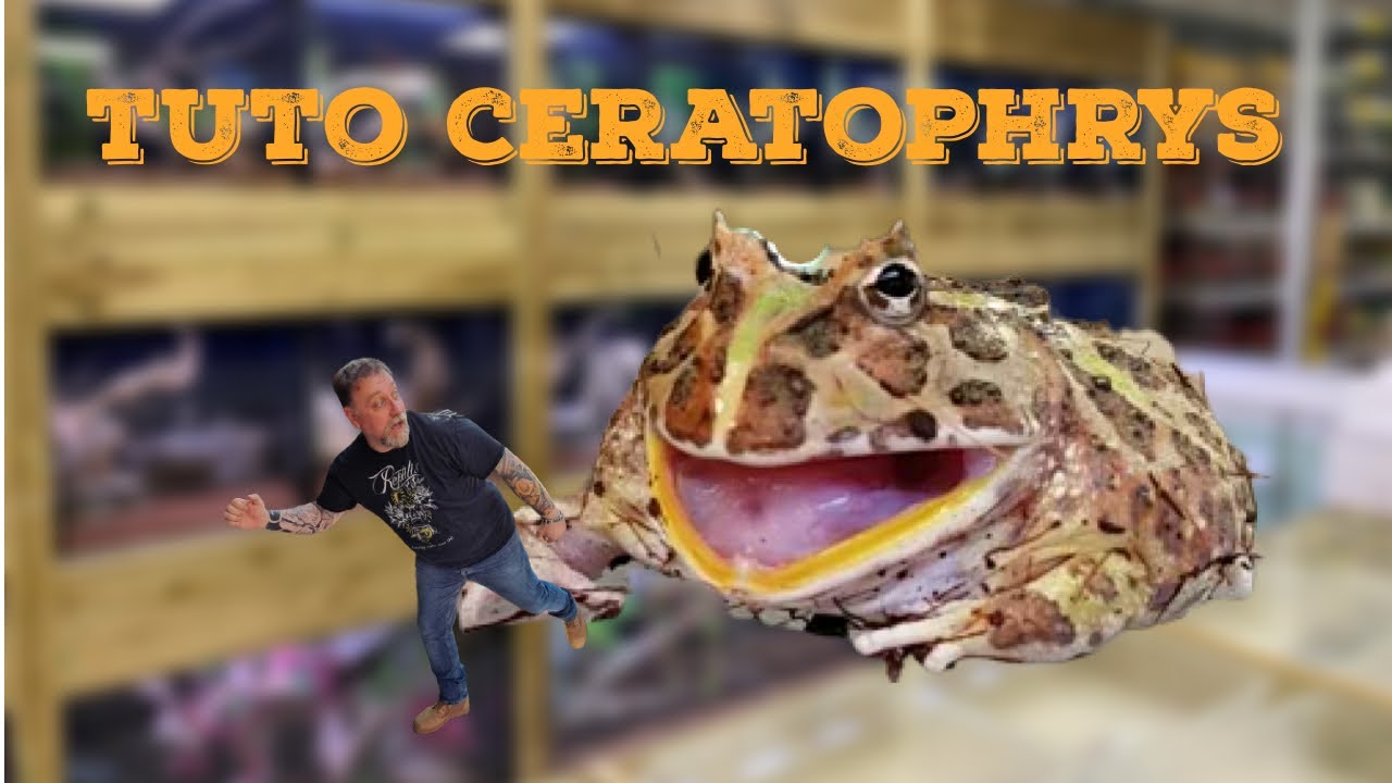 TUTO CERATOPHRYS CRANWELLI - GRENOUILLE PAC-MAN (une grenouille cannibale dans votre terrarium)