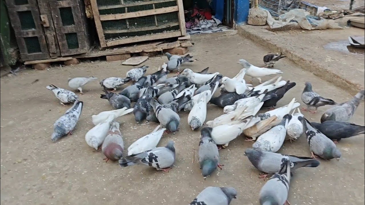 Odisha Desi high flyer pigeon | Kendrapara Desi pigeon video 