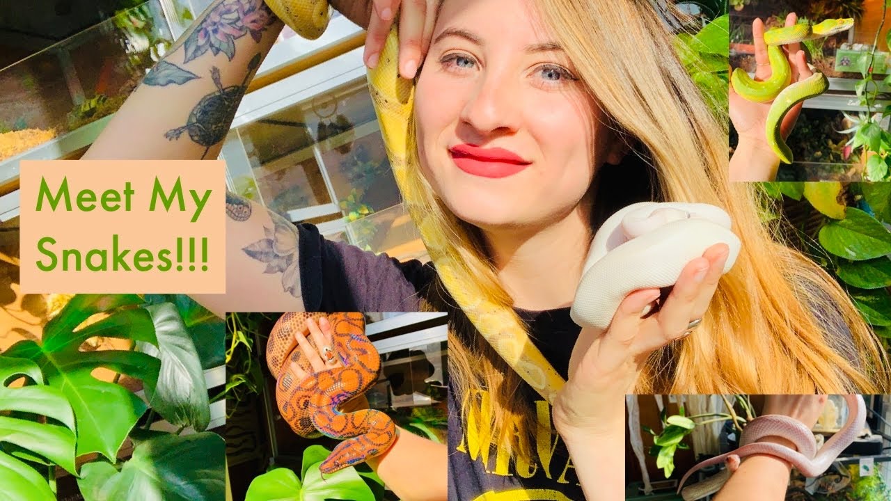 Meet All of My Snakes!!!