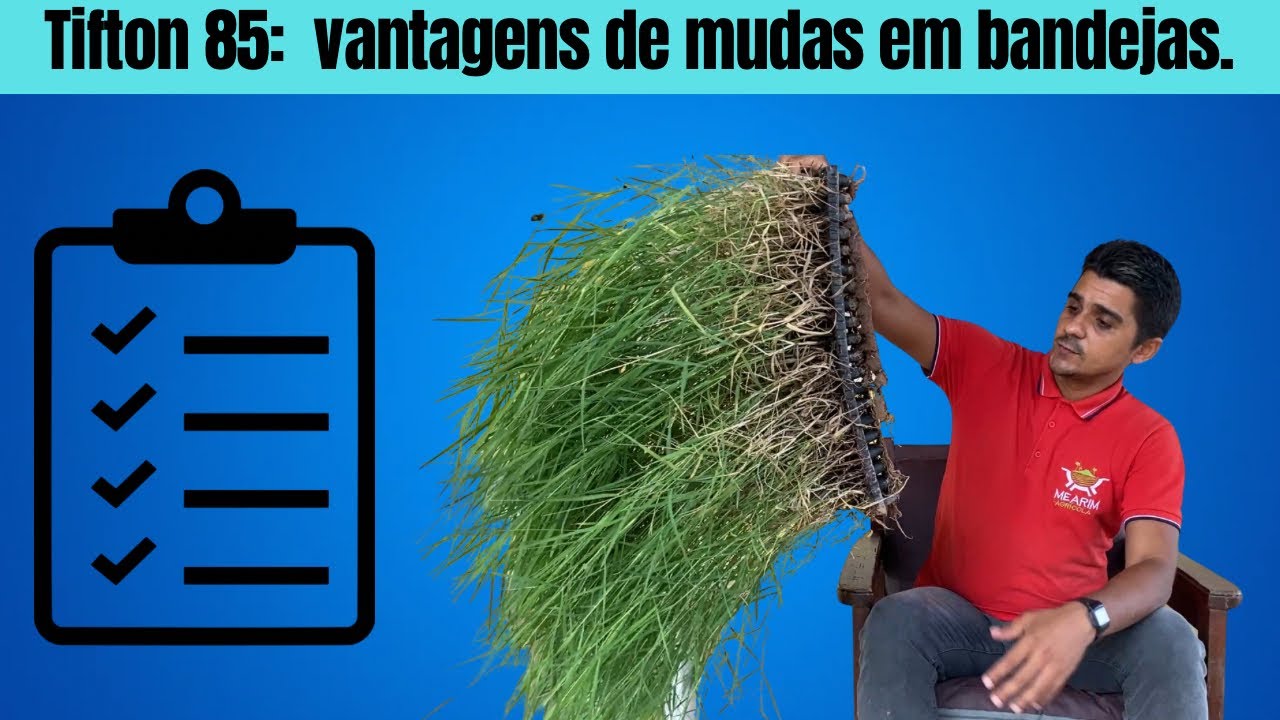 Top 10 vantagens de plantar Tifton 85 com mudas de bandejas.
