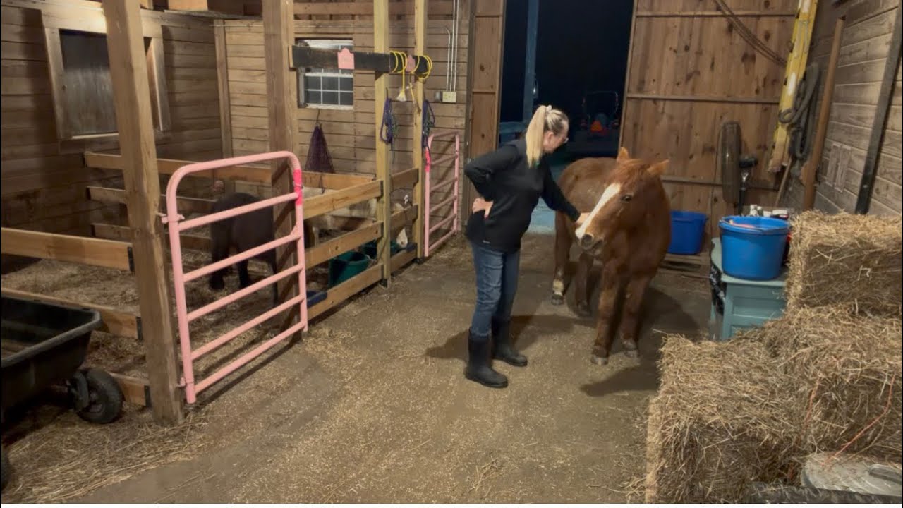 Пора кормить лошадей. Субботний вечер.