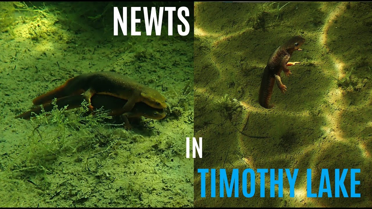 Newts in Timothy Lake, Oregon | Snorkeling in the US
