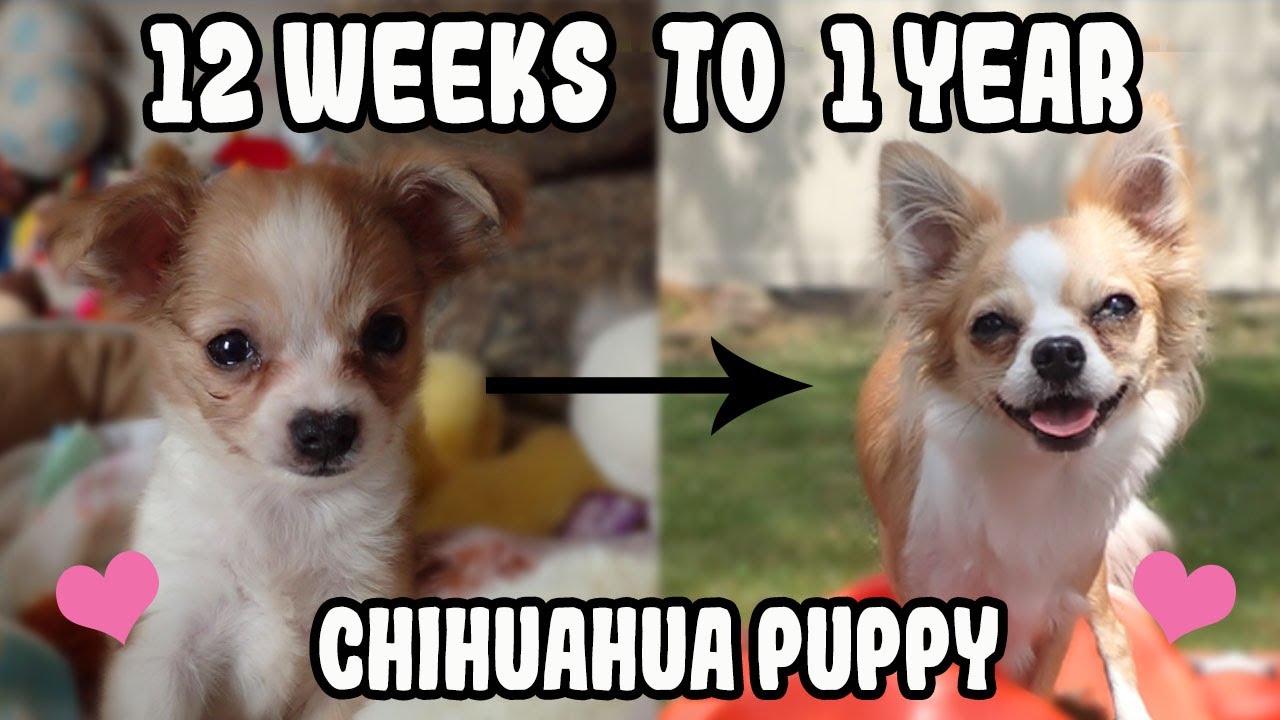 Chihuahua Puppy Transformation from 12 Weeks Old to 1 Year Old | Bella Turns One This Month!
