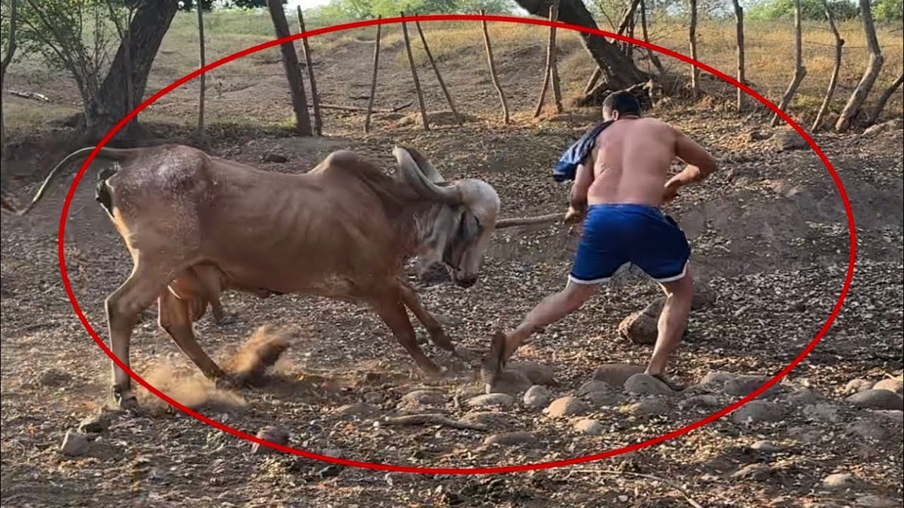 Vaca brava casi mata  al más bello,,,disfrutamos el ponche de la mascara 