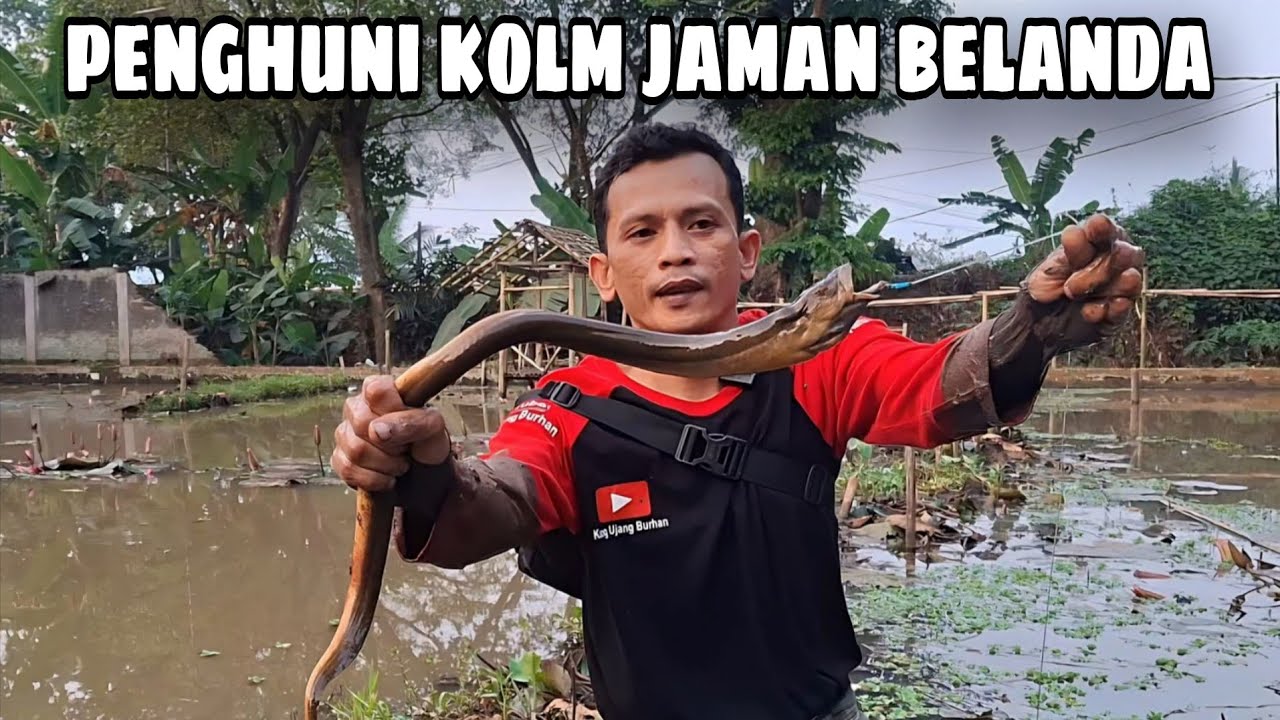 Tiga Sekaligus Terangkat! Belut Monster penghuni Kolam Jaman Belanda