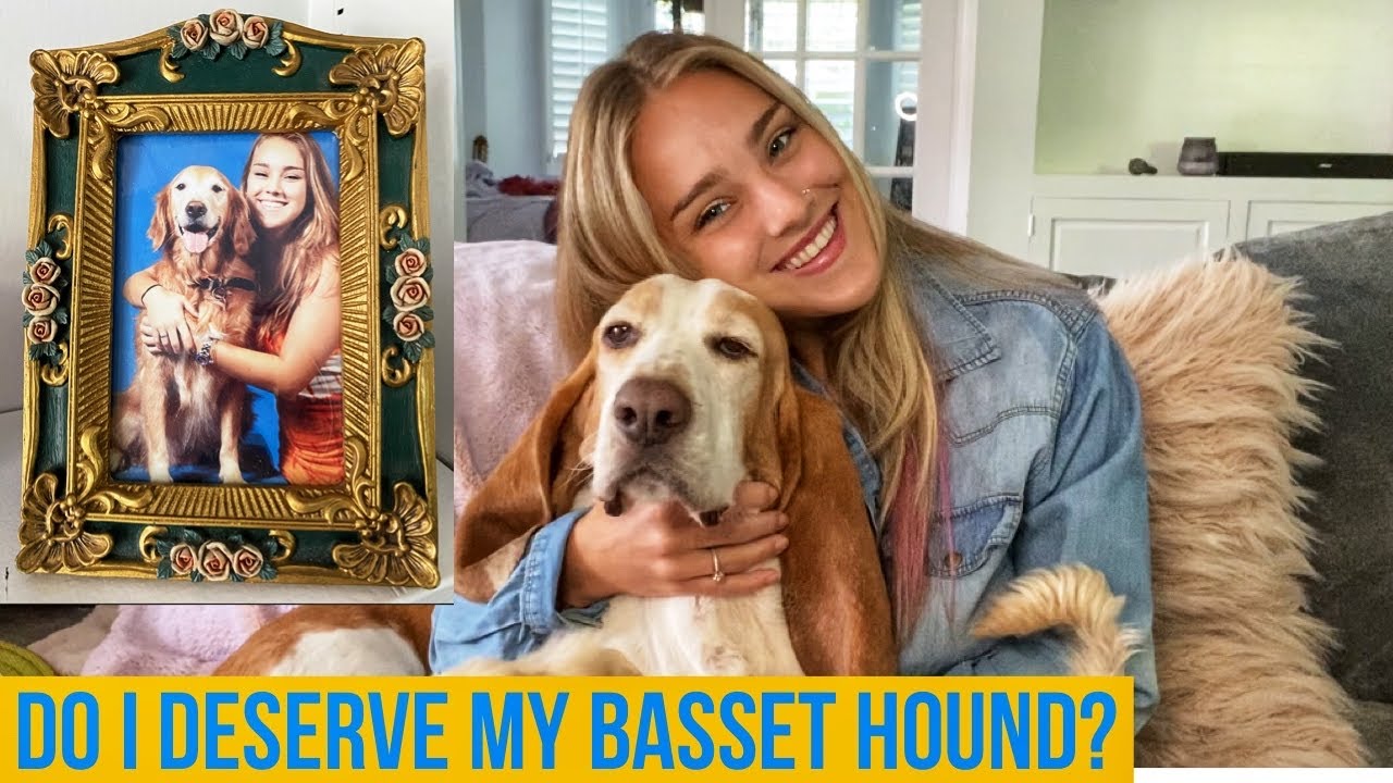 My Basset Hound Video: I don’t deserve to own one?