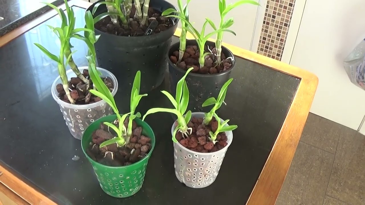 Dendrobium nobile 'Snow Bird'----разборка и пересадка!!