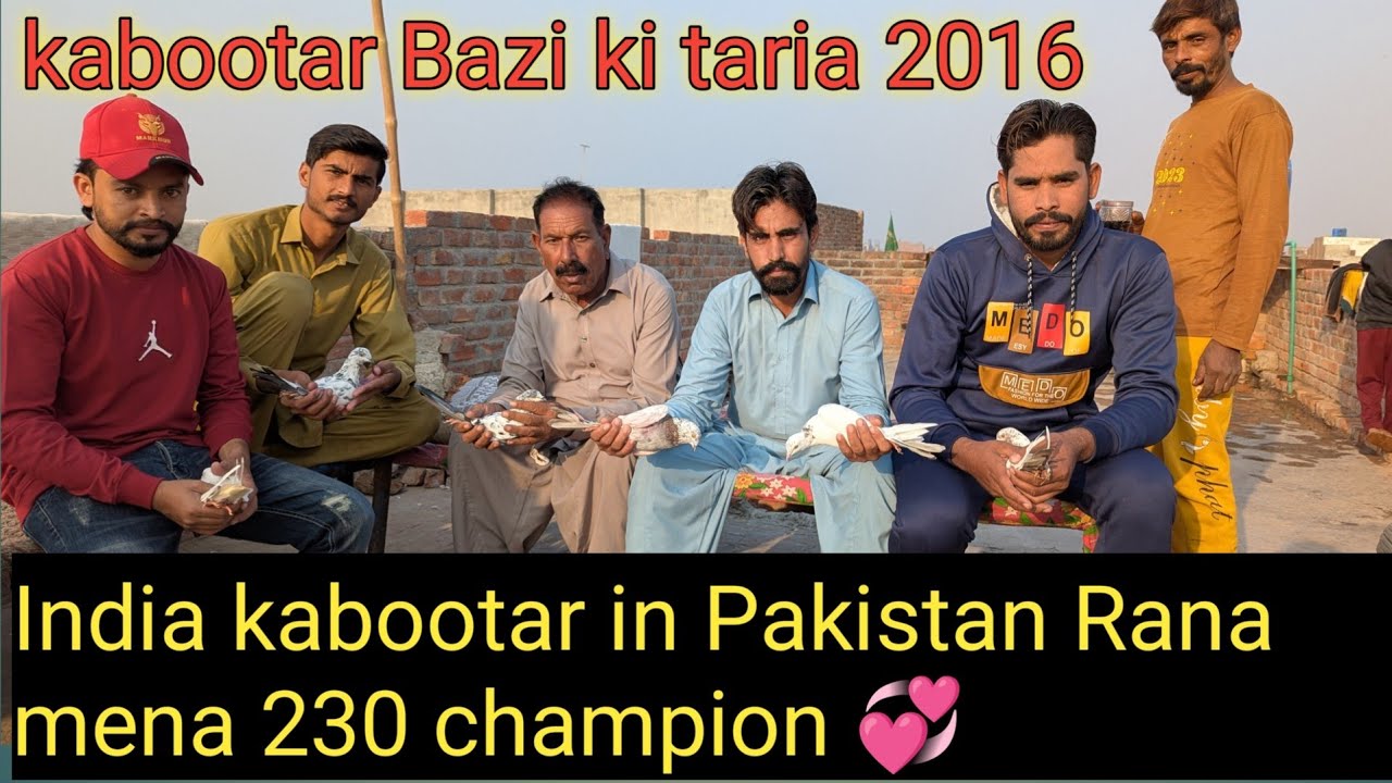 Top Quality Pigeon in Pakistan || kabootar ki achi nasal 2026 😍