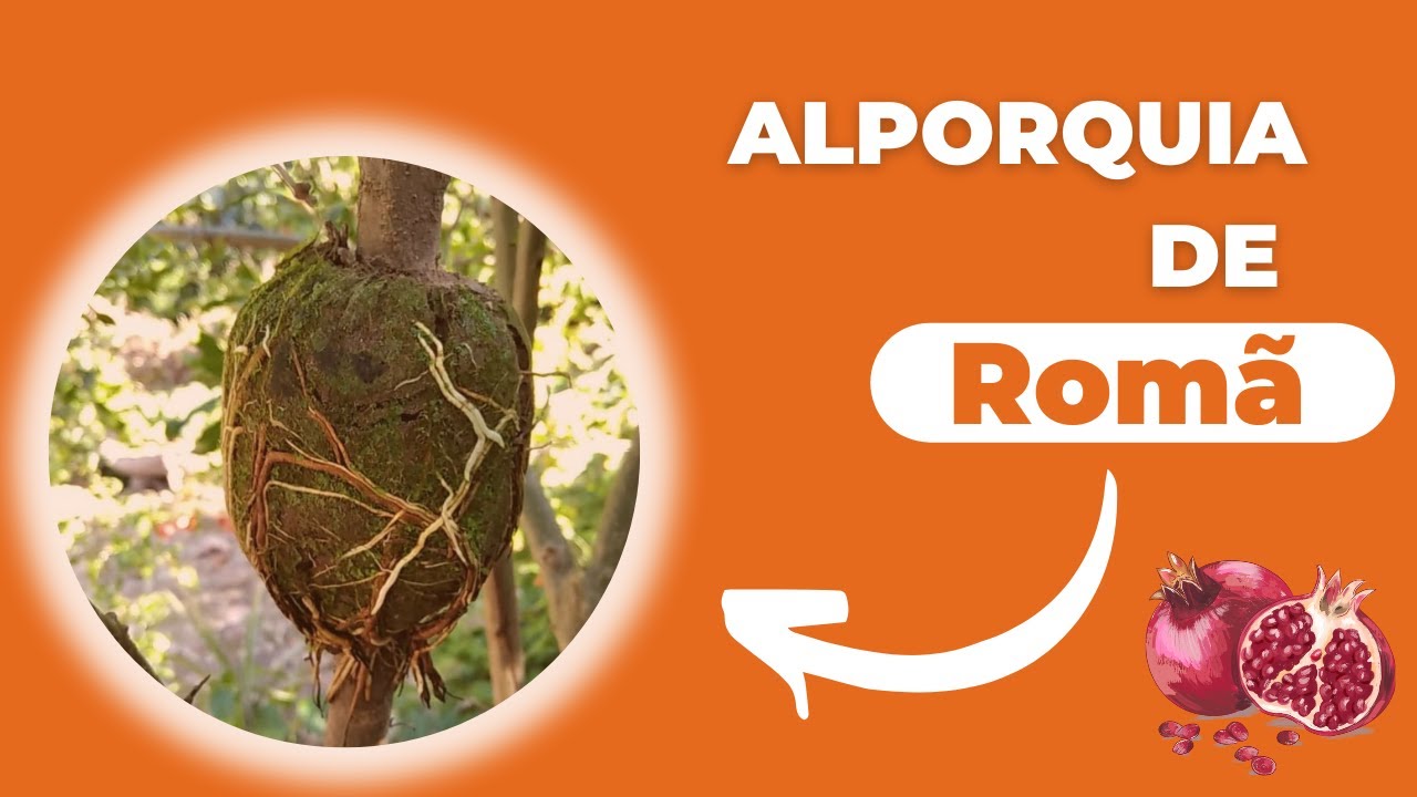 Como fazer Alporquia em Romã, (Passo a Passo)