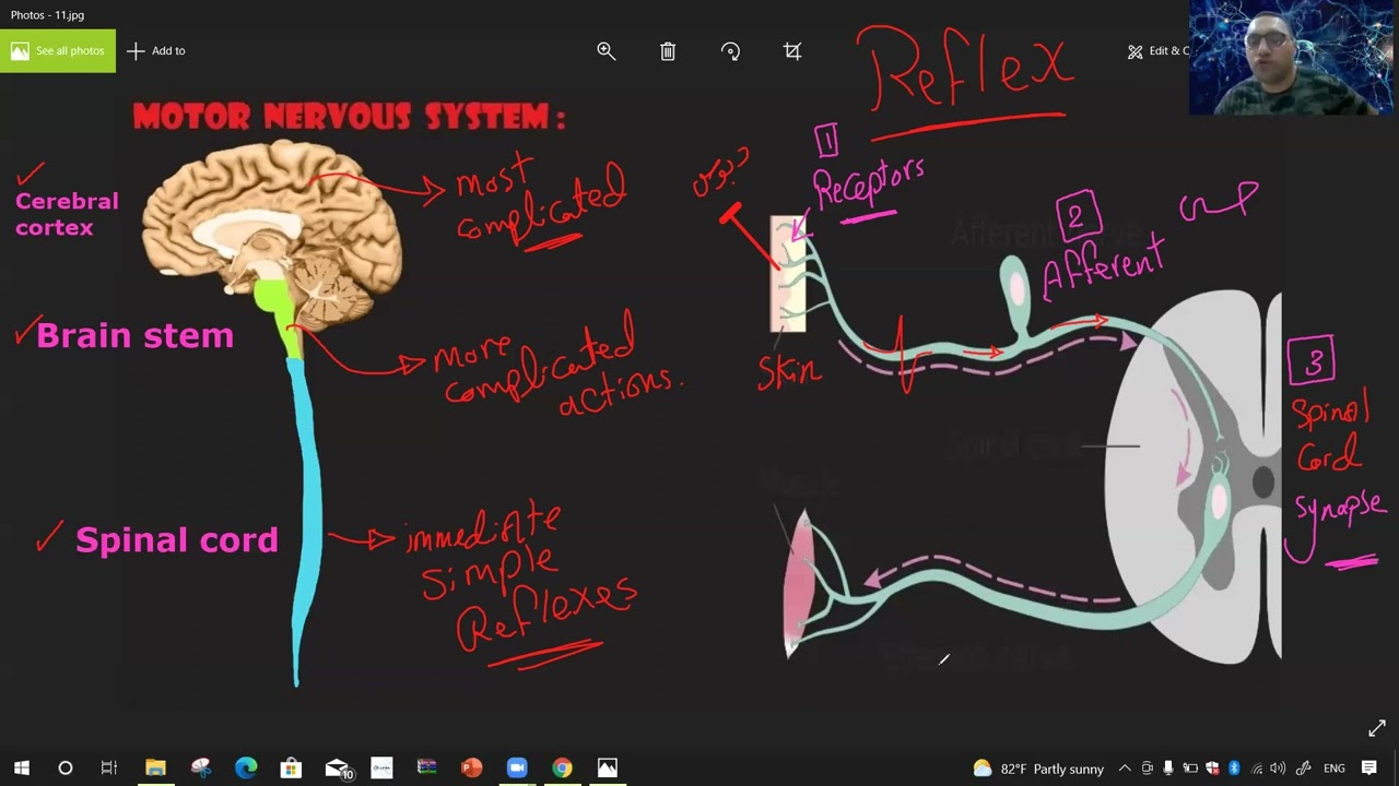 Motor Nervous System -1 د/الشريف