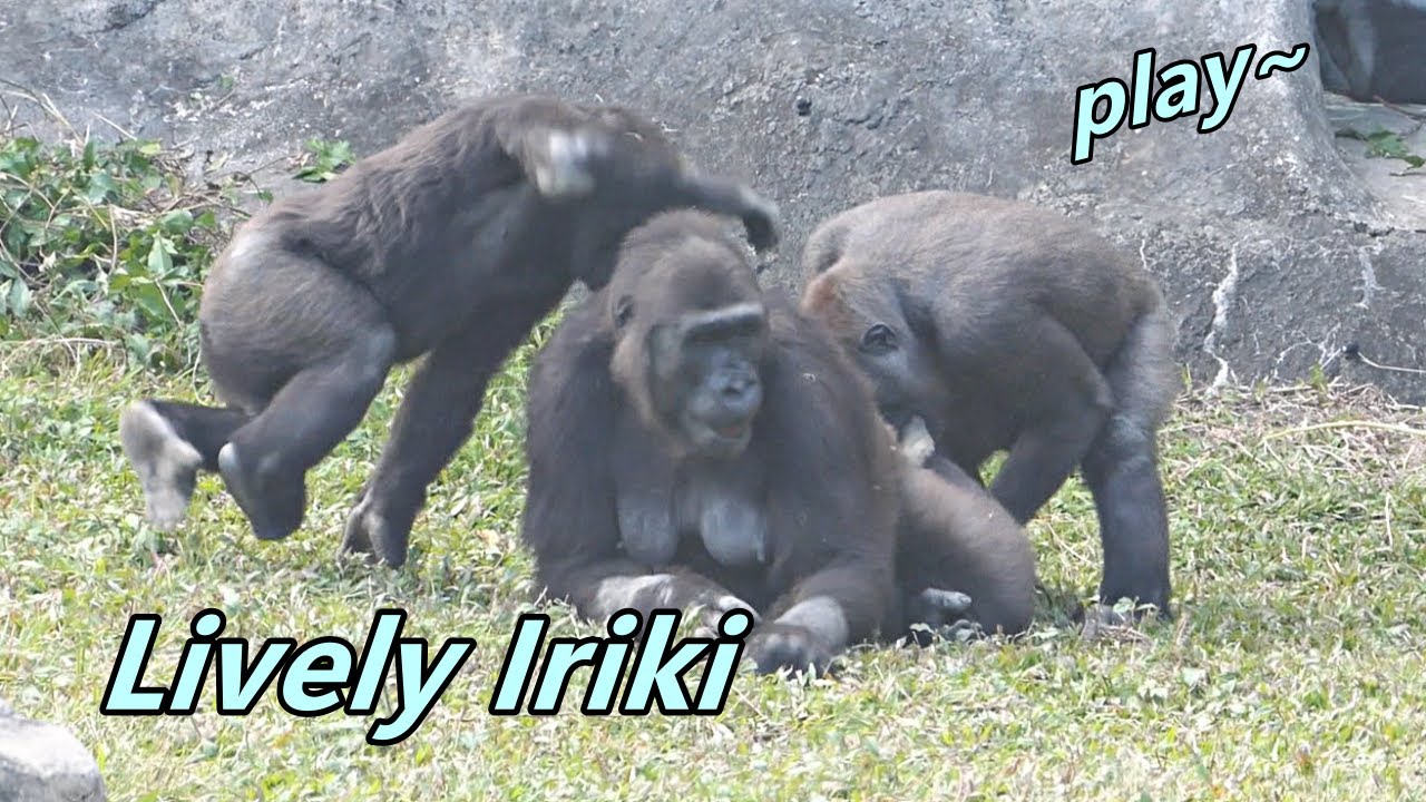 Gorilla Iriki can be lively to play with kids. 😍/ Iriki也可以很有活力的跟小孩們玩❤️
