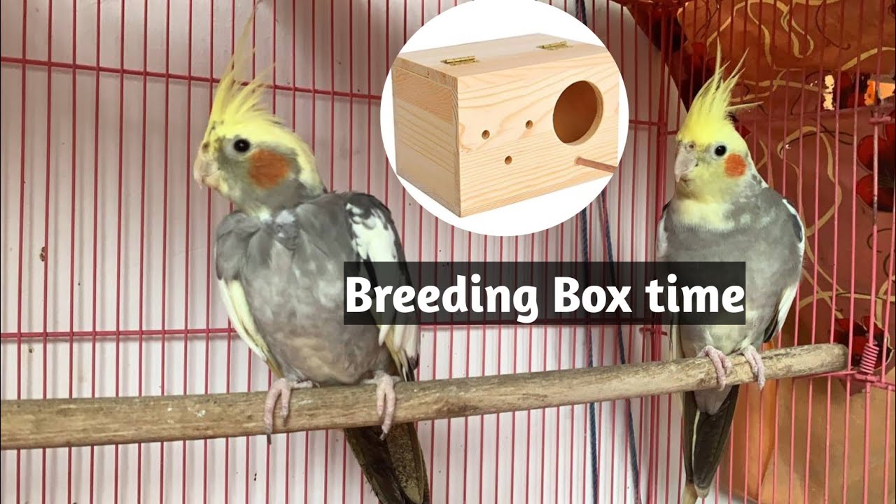 Cocktail Parrot breeding time start 🐦🏠 // How to Breed Cocktail parrot 