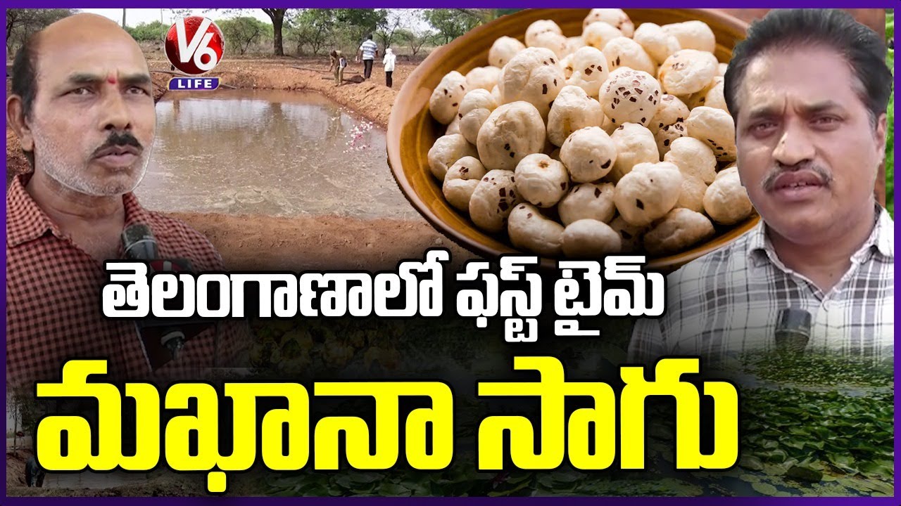 First Ever Phool Makhana Cultivation In Nalgonda | Telangana New Agricultural Revolution  | V6 Life
