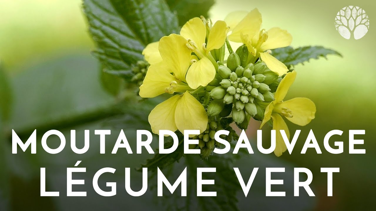 La moutarde sauvage