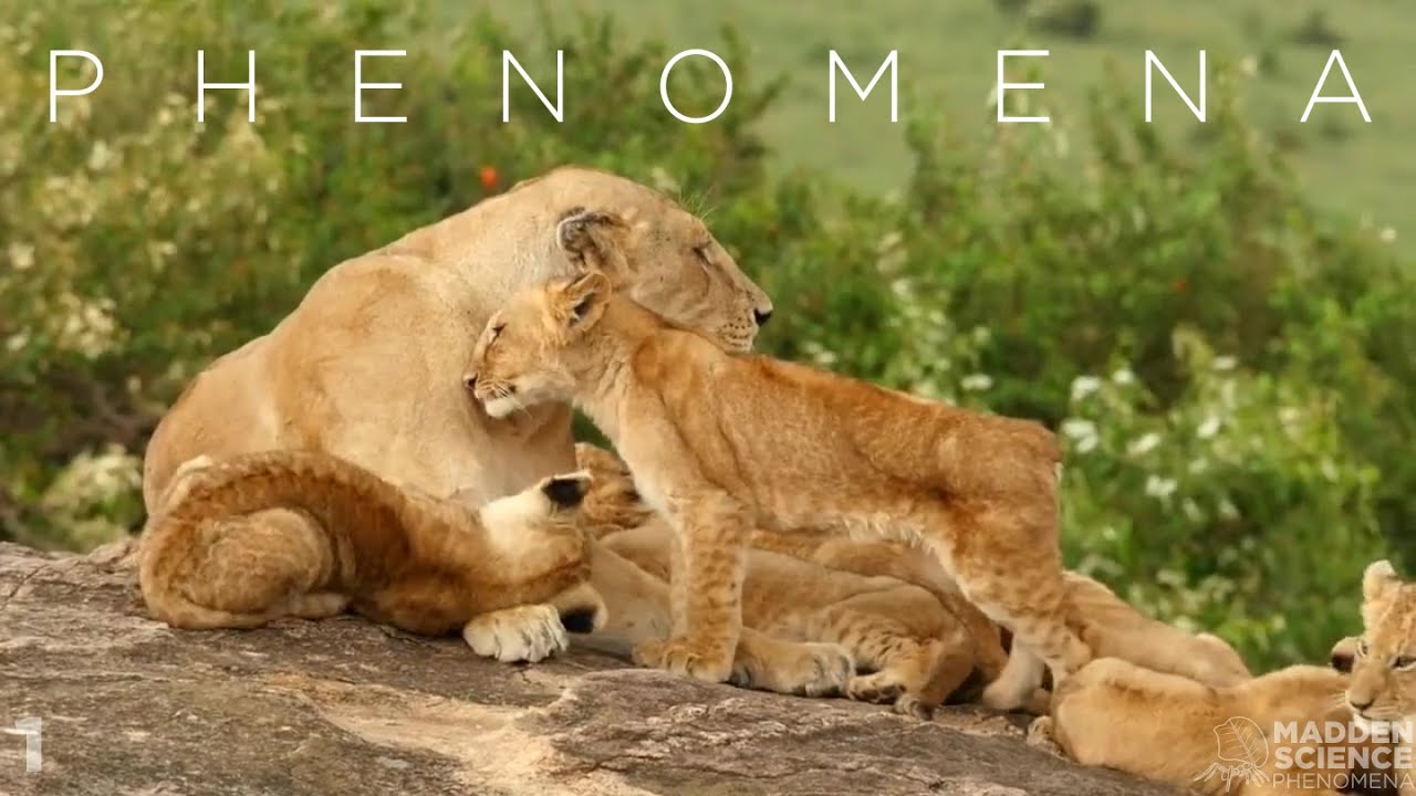PHENOMENA: Social Animal Behaviors
