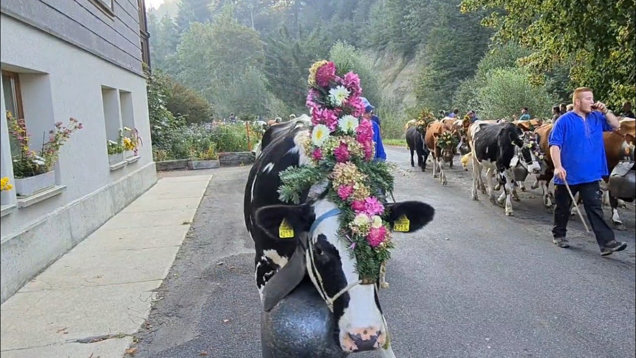 #Emmental  Alpabfahrt Sumiswald 2020