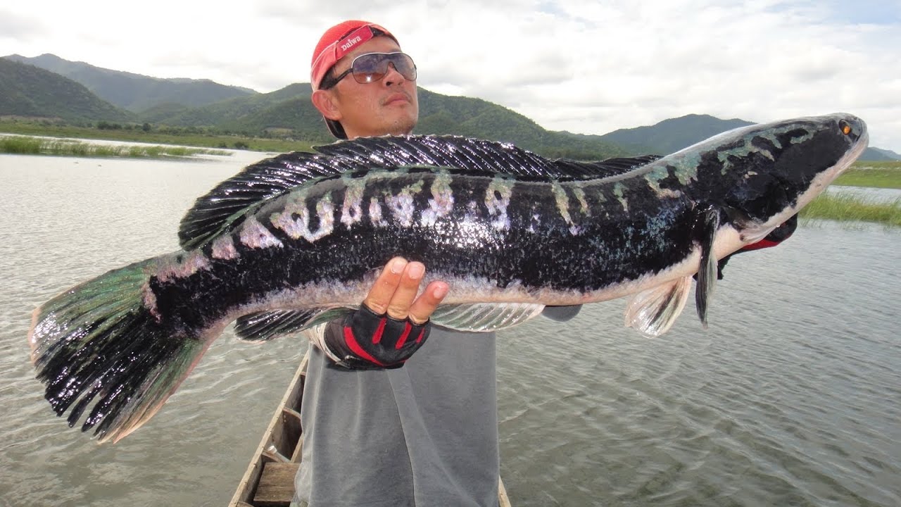 Incredible Giant Snakehead Fishing - How to catch Giant Snakehead Fishing