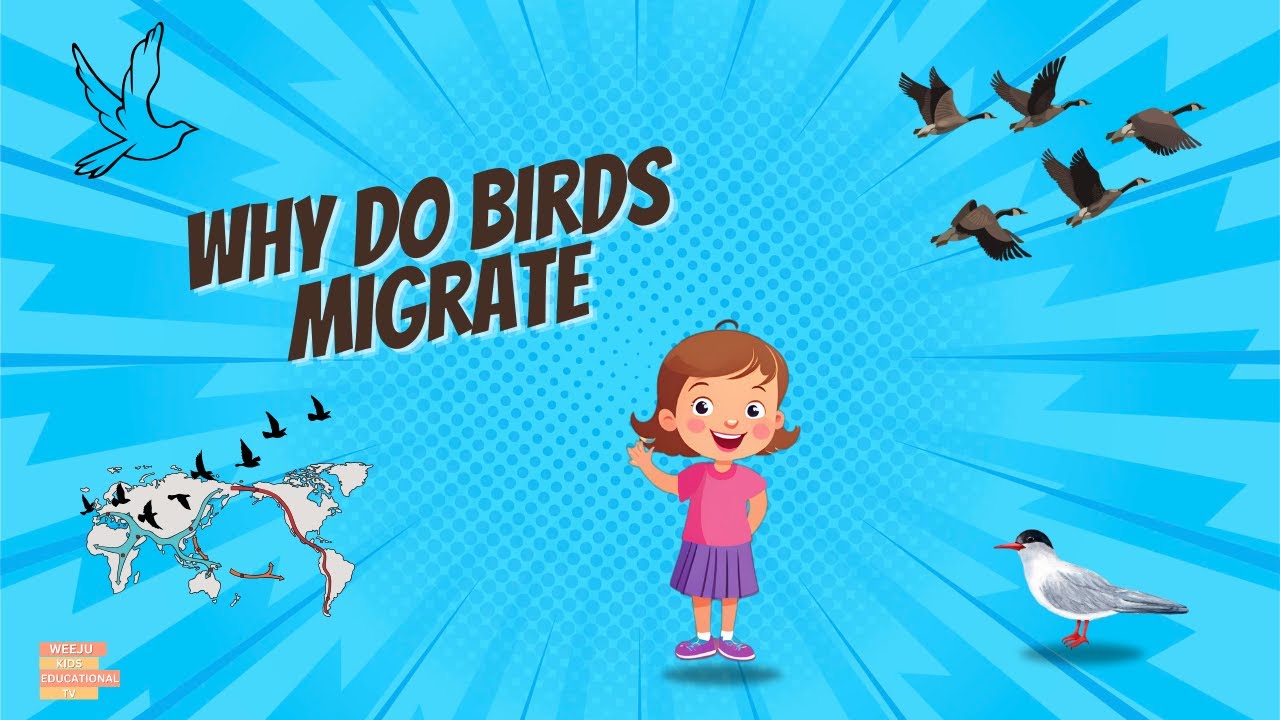 why do birds migrate? kids learning video | Birds | Migrate