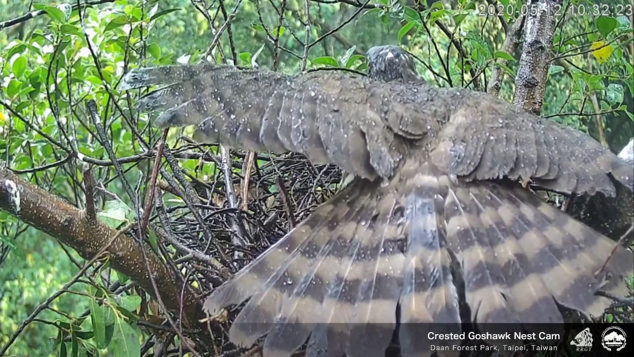 20200512 大安鳳媽開傘護小雞(幼鳥)＿加長版 Crested Goshawk Nest Cam, Taipei, Taiwan