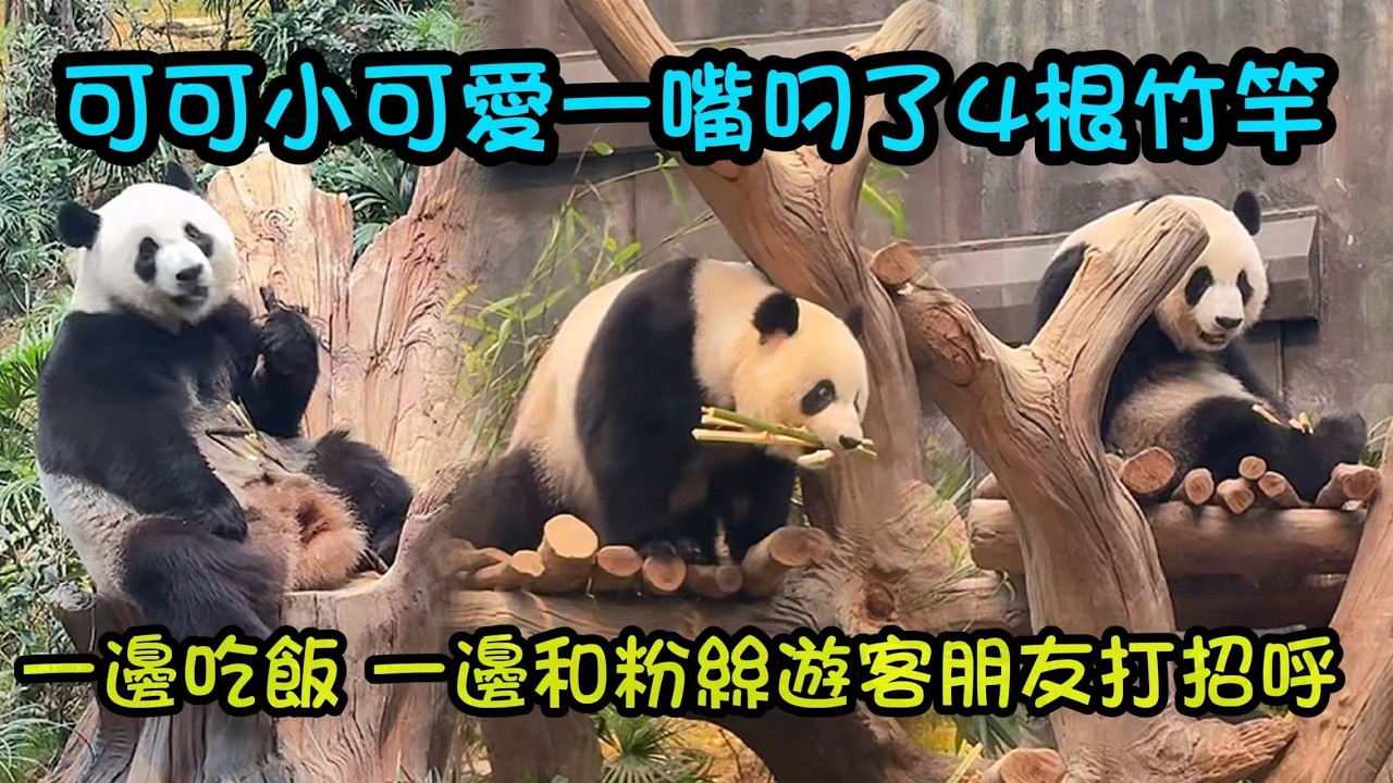 圓潤漂亮的可可坐在寶座吃竹筍，一口叼著四根竹竿嘎嘎啃，  #香港大熊貓  #大熊貓家姐細佬