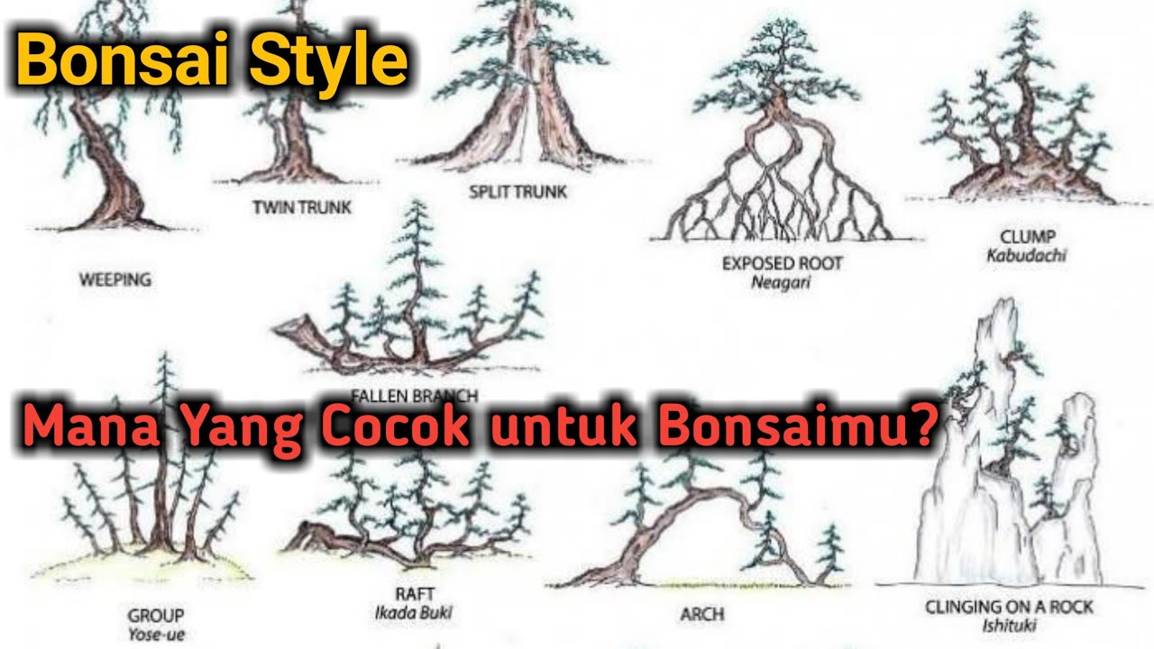 Memahami Lebih Dekat Gaya-Gaya Bonsai Yang Tren di Tahun 2021 | Part 2