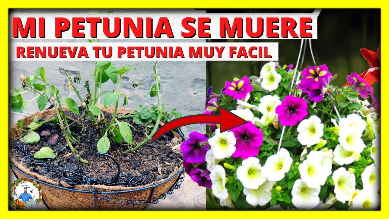 REVIVE Y RENUEVA TU PLANTA DE PETUNIA para una FLORACION INCREIBLE  | Gio de la Rosa