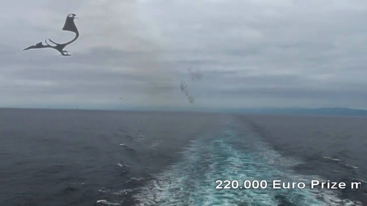 FALCONS ATTACK OVER THE SEA - OFFSHORE-03 - 11th Feb 2010 - Derby Arona-TENERIFE 2010