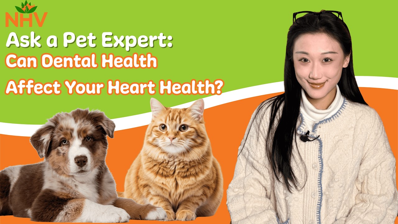 👀 Ask A Pet Expert: Cat & Dog Eye Health Edition