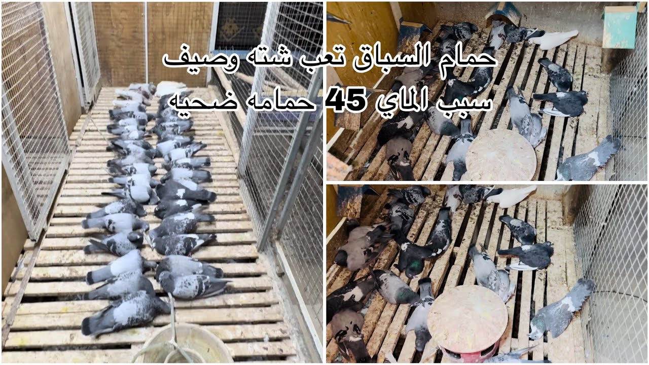 تعب شته وصيف اجهز الحمام السباق / 45 حمامه ماتت اعتذر عن الانقطاع 💔💔