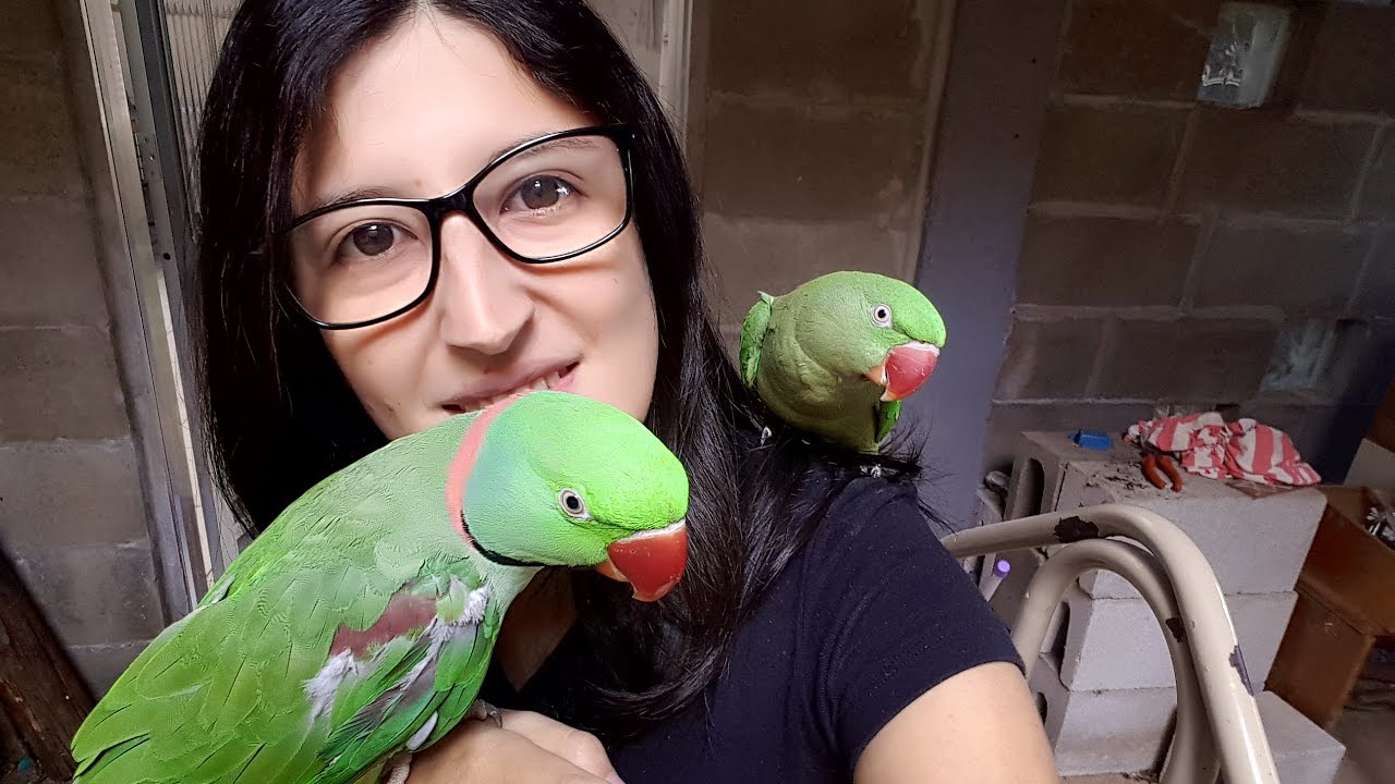 Conhecendo mais dos Grandes Alexandres