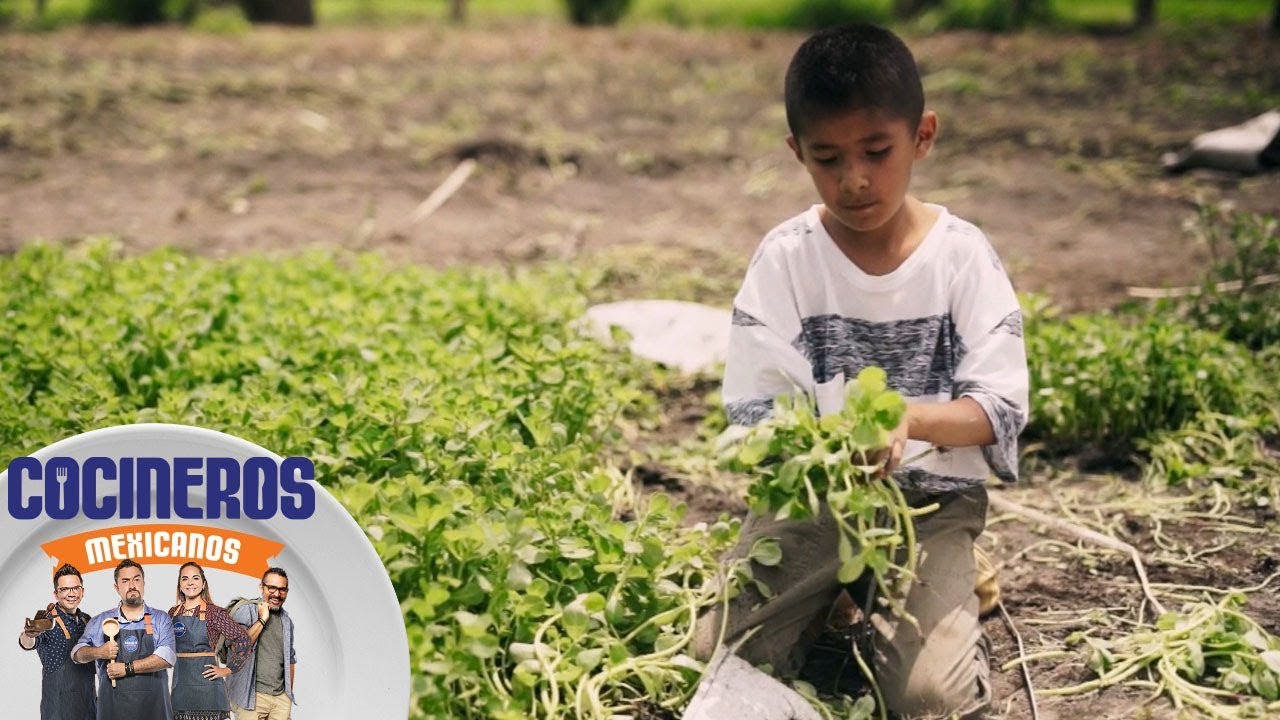 Desde las chinampas en Xochimilco, así se cultivan las verdolagas | Cocineros Mexicanos