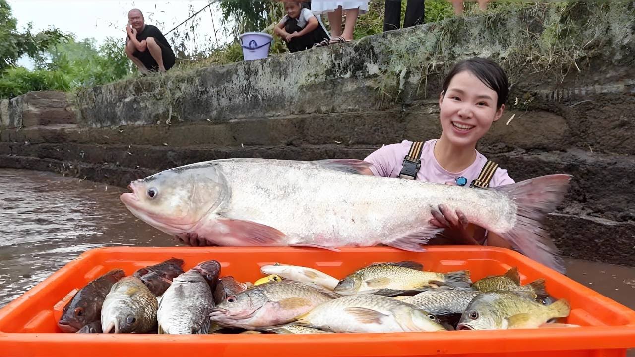 美女盘20年没清过的鱼塘，收获满满，每条都是20来斤，这回赚了！【文杰吖】