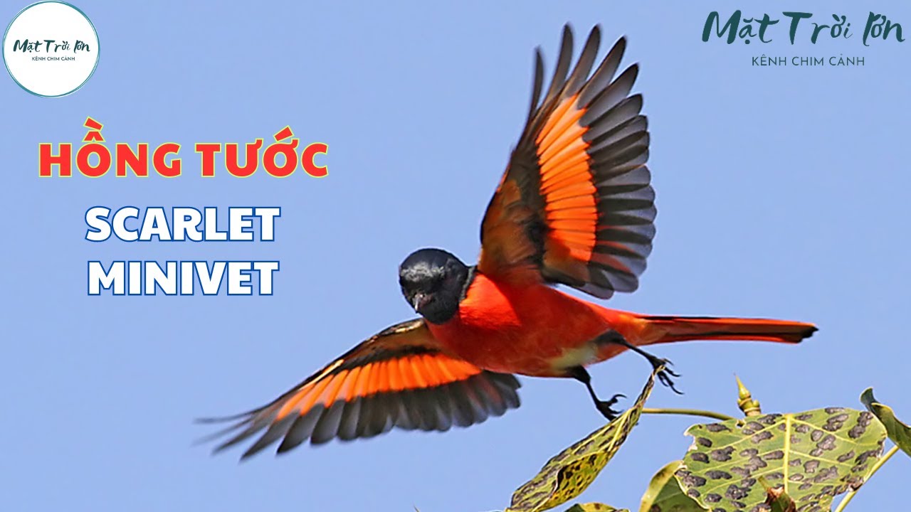 ✅Tiếng chim Hồng tước hót (Phường chèo đỏ lớn)✅Scarlet Minivet (Pericrocotus flammeus) ✅นกพญาไฟใหญ่