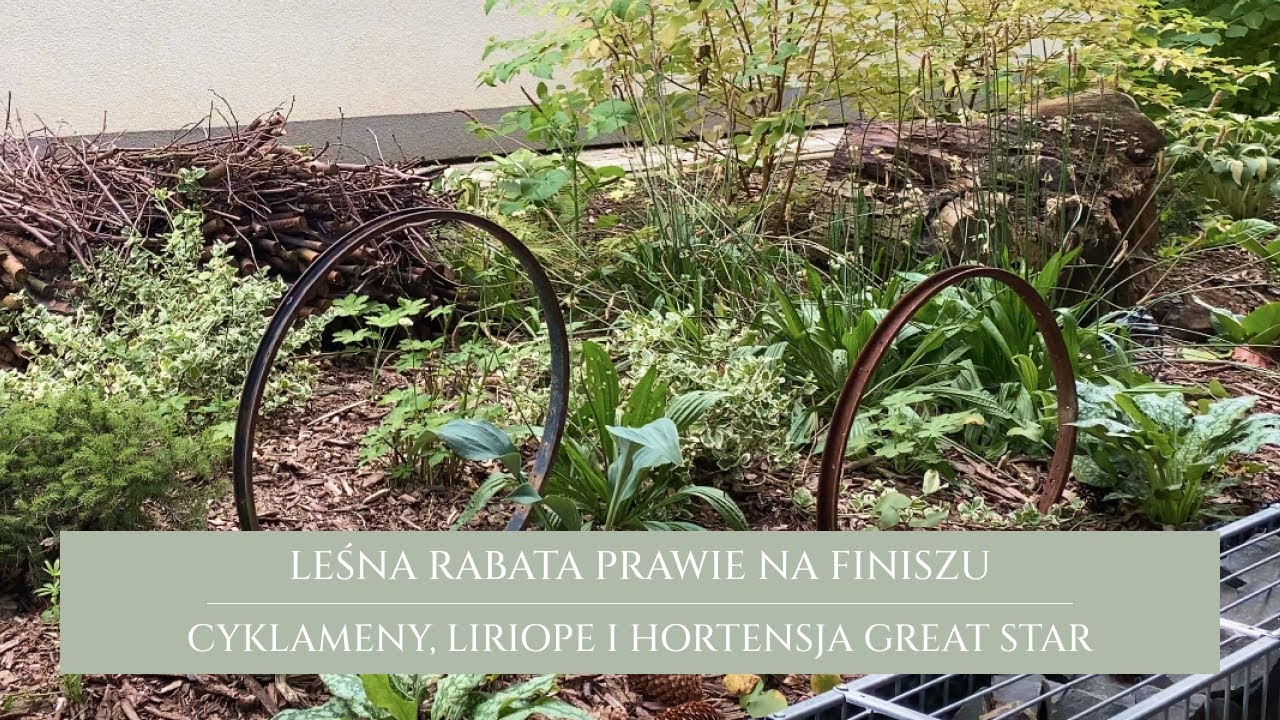 Mój ogród zamienia się w LAS 🌿 Aktualizacja rabaty krok po kroku | Od pustki do bujnej rabaty leśnej