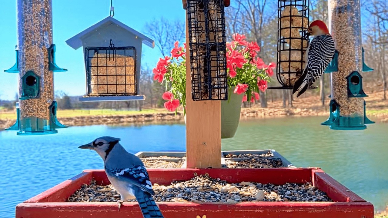 LIVE Snowy Bird Feeder Cam | Cardinals & Peaceful Nature Sounds — Ozarks