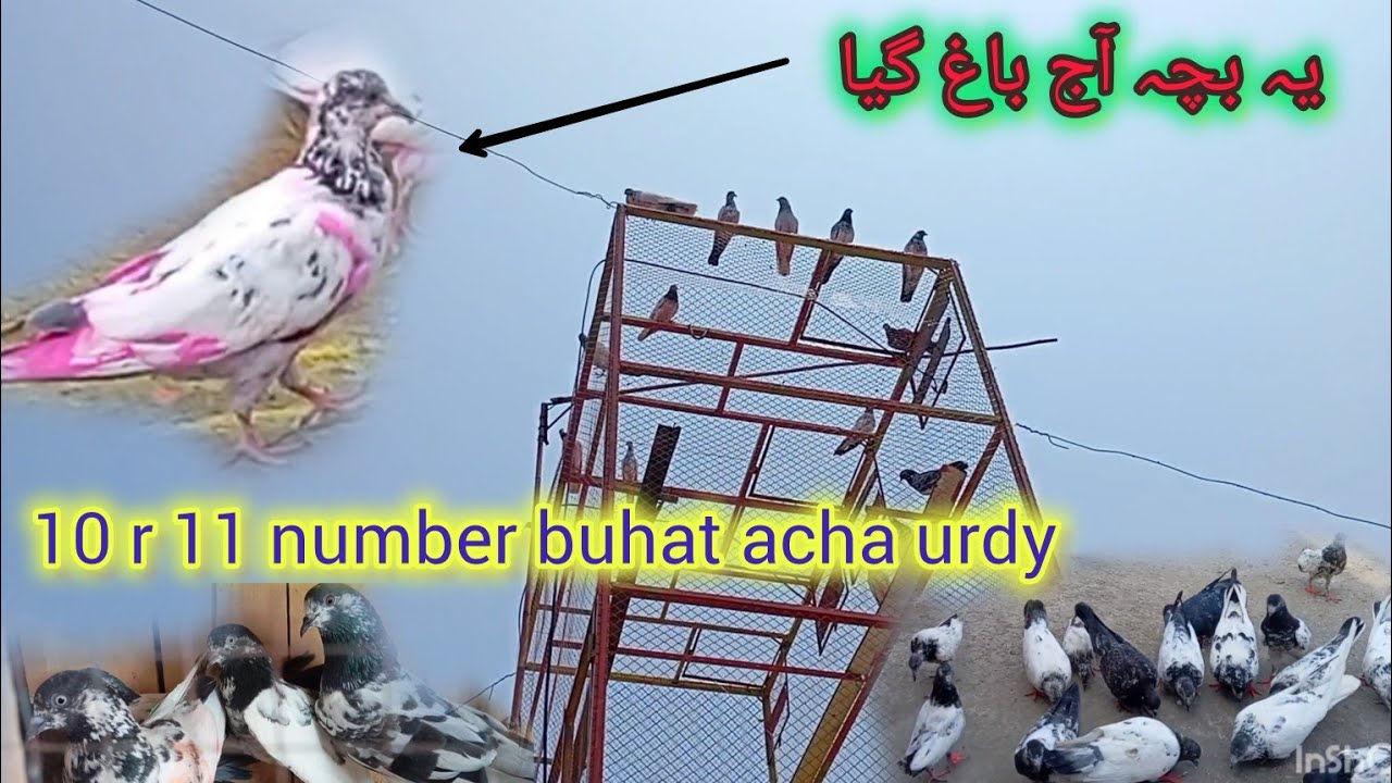 1 bacha zayya ho gaya 10 r 11 number buhat urdu #sialkotikabooter