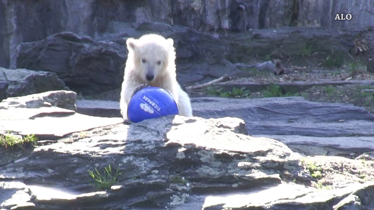 Eisbärentaufe im Tierpark Berlin 02 April 2019