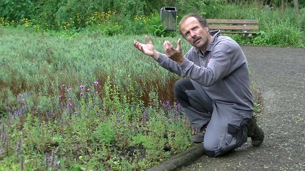 Karthuizer anjer juni 2016