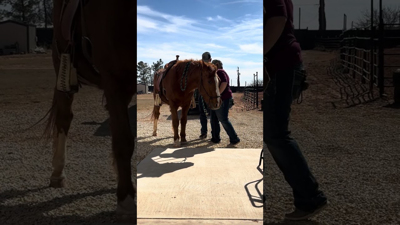 Link saddles his first horse. 