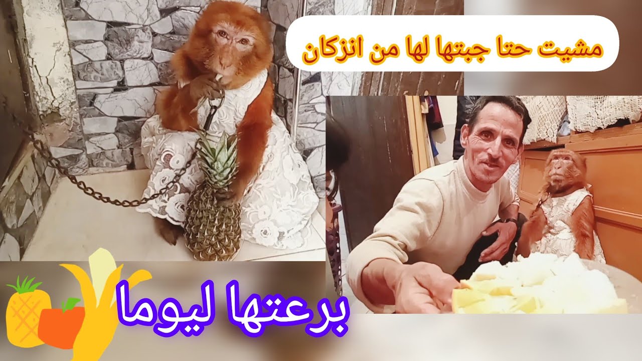 تحضير سلطة الفواكه|بالاناناس🍍🍌🍊🍎للقردة|🦍
