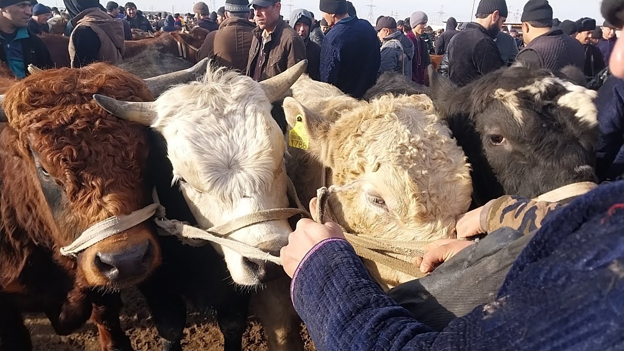 8.02.2026 БОКМА БУКАЧАЛАРНИ ЗУРЛАРИ ЧИКДИ КАРШИ КАРВОН МОЛ БОЗОРИГА 