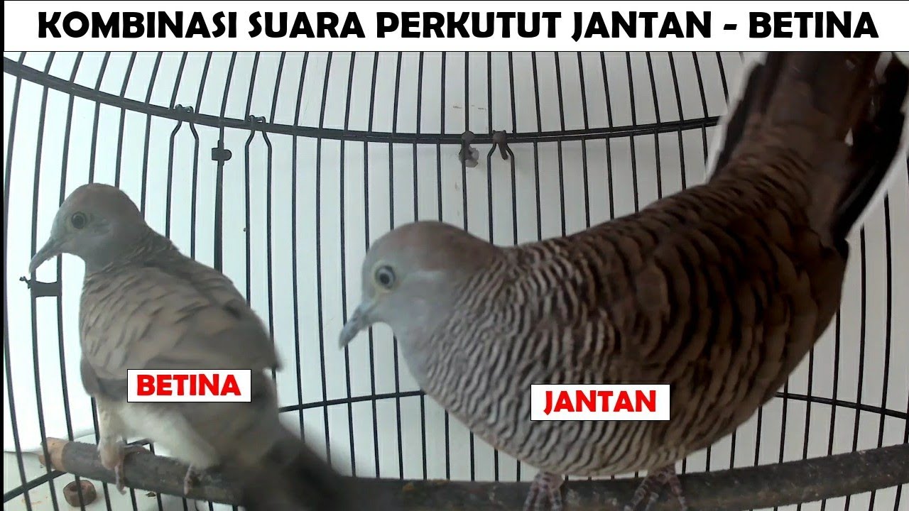 Suara Perkutut Lokal Jantan dan Betina satu Kandang