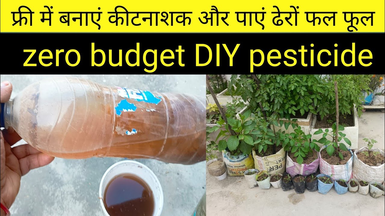 पौधों के लिए घर पर बनाएं DIY कीटनाशक/Home made pesticide for all plants/Organic pesticide from waste