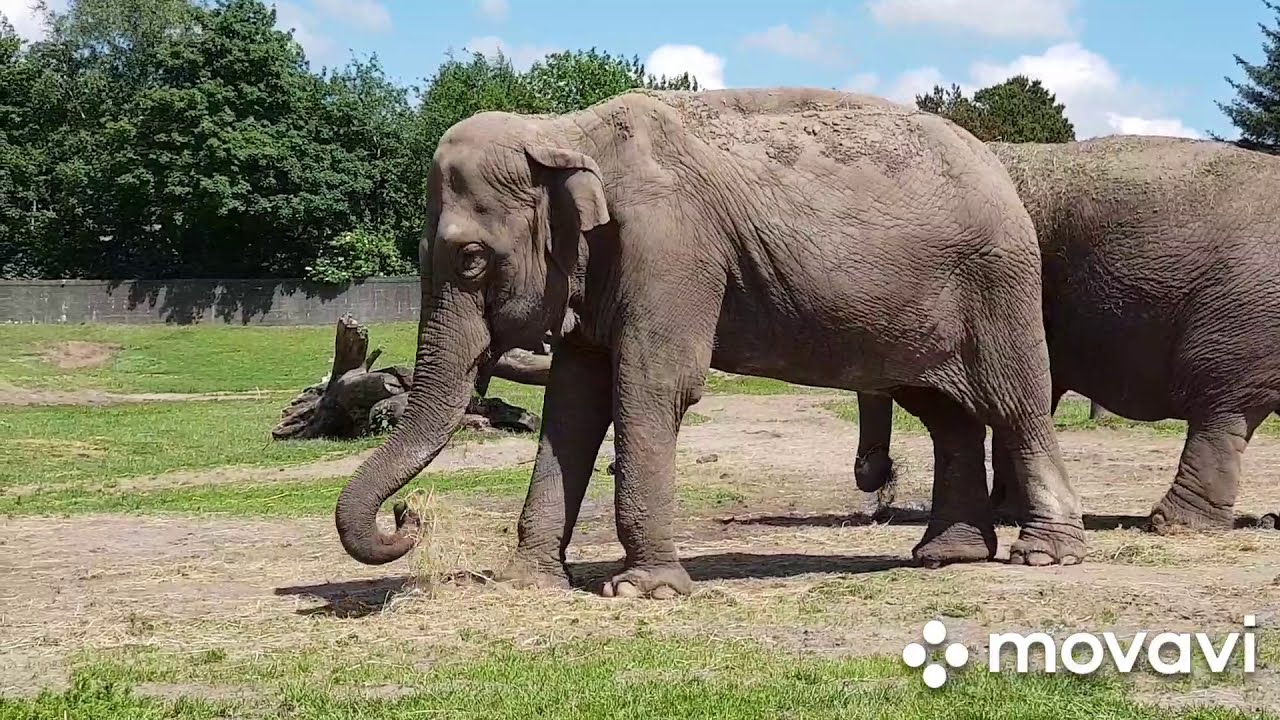 🇩🇰🇩🇰🇩🇰4K / GIVSKUD ZOO ZOOTOPIA.SAFARI. Danmark🇩🇰 🇩🇰🇩🇰
