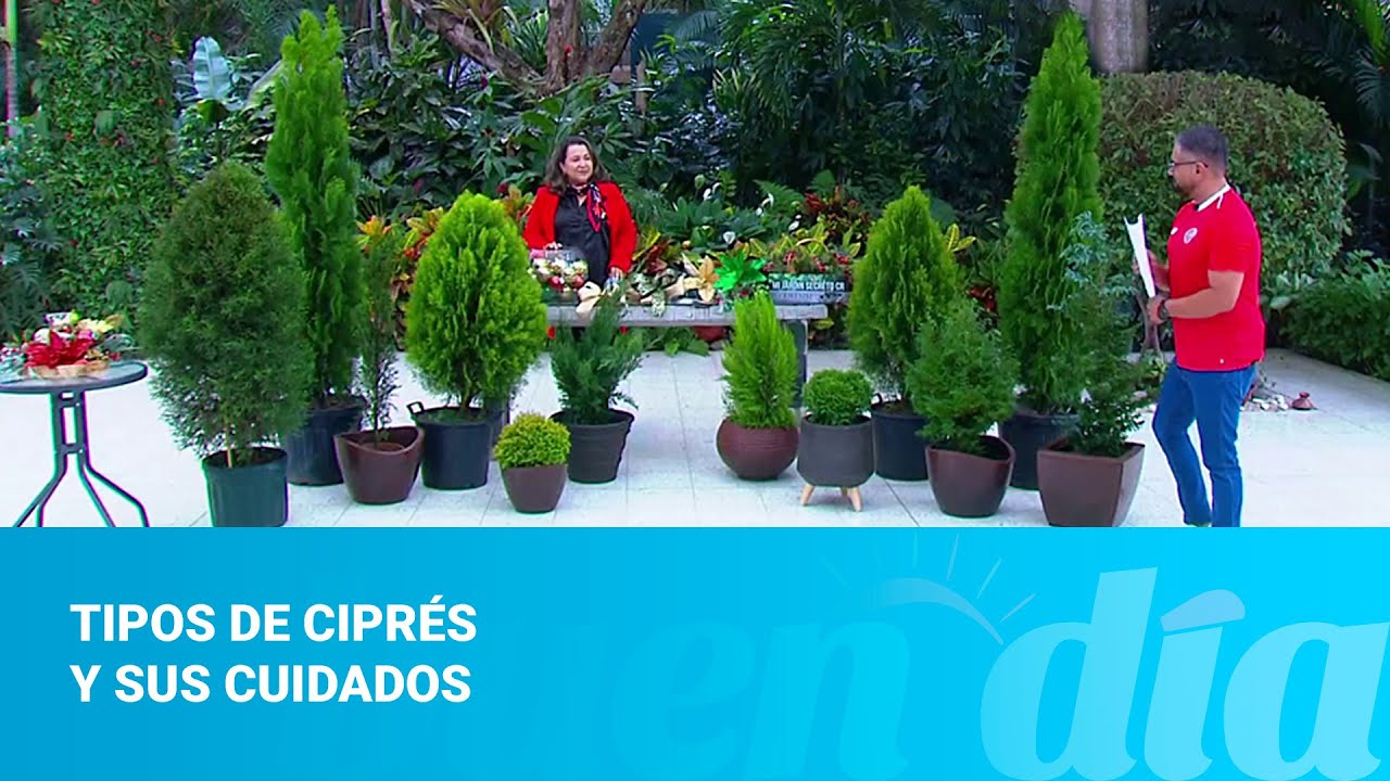 Tipos de ciprés y sus cuidados