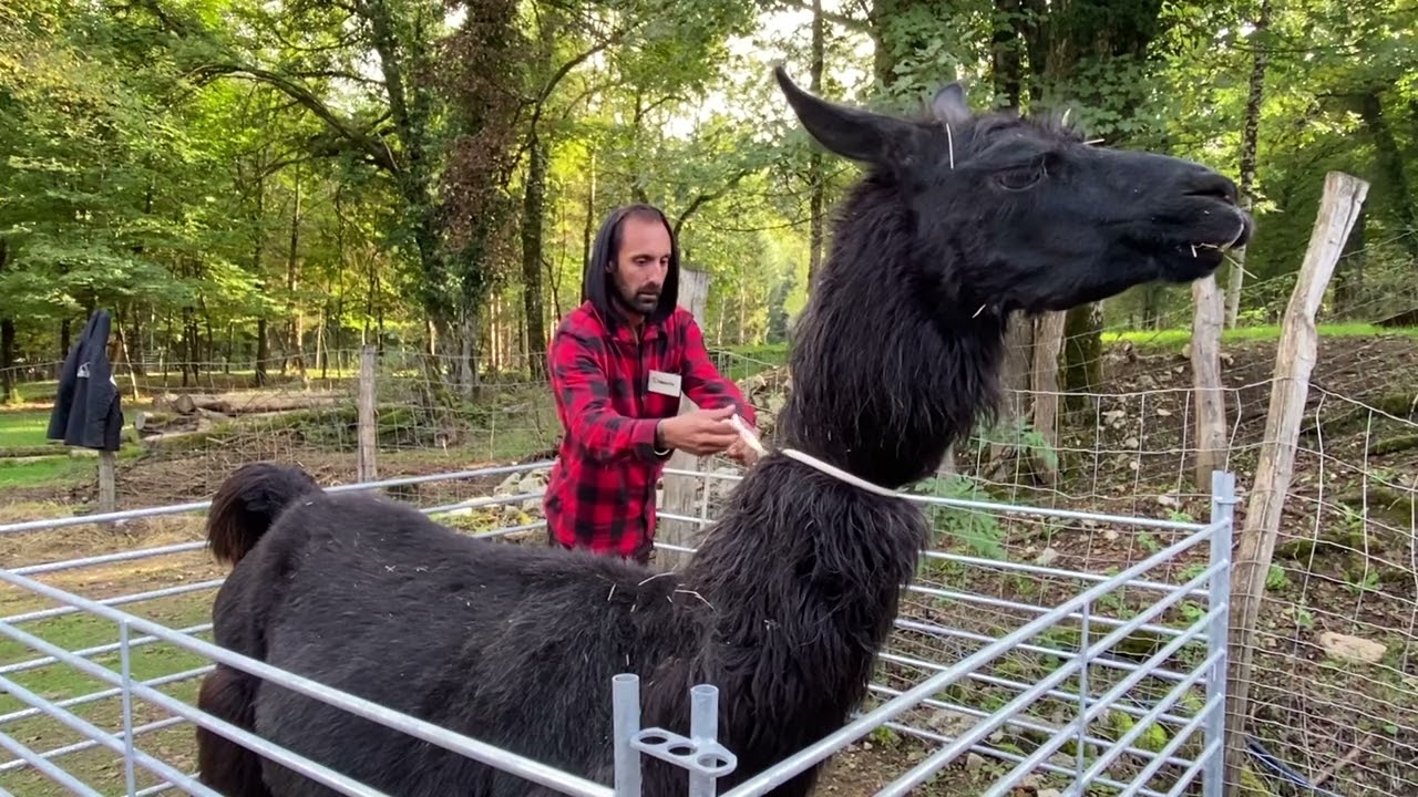 Méthode éthologique pour lama par Camelidynamics
